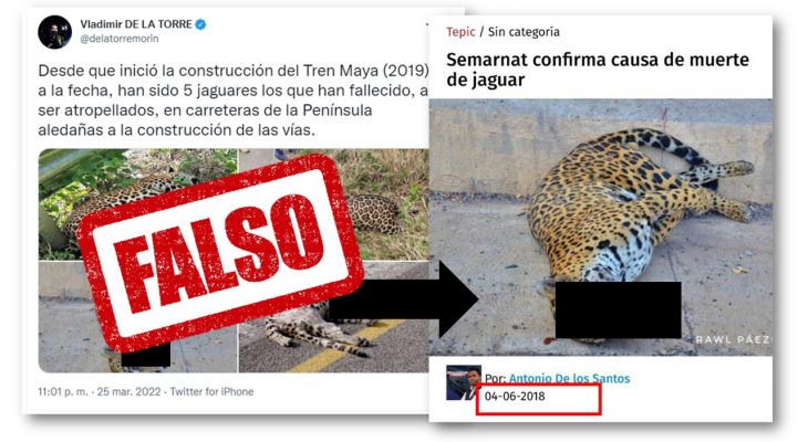 Desmienten a detractor del Tren Maya que usó imágenes jaguares atropellados de Nayarit y hasta ¡Colombia!
